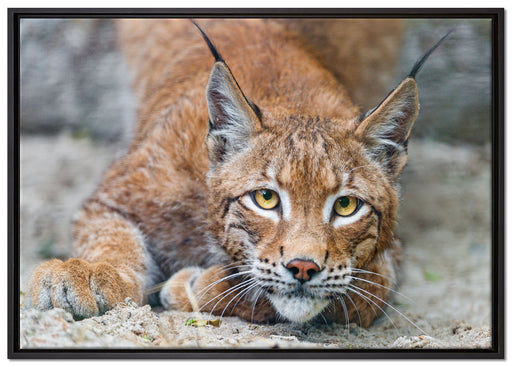 wachsamer Luchs auf Leinwandbild gerahmt Größe 100x70