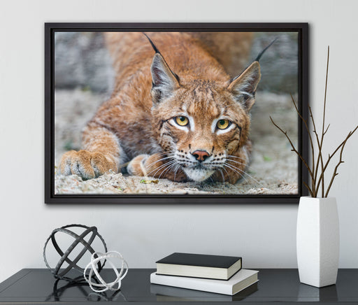 wachsamer Luchs auf Leinwandbild gerahmt mit Kirschblüten