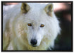wunderschöner Polarwolf auf Leinwandbild gerahmt Größe 100x70