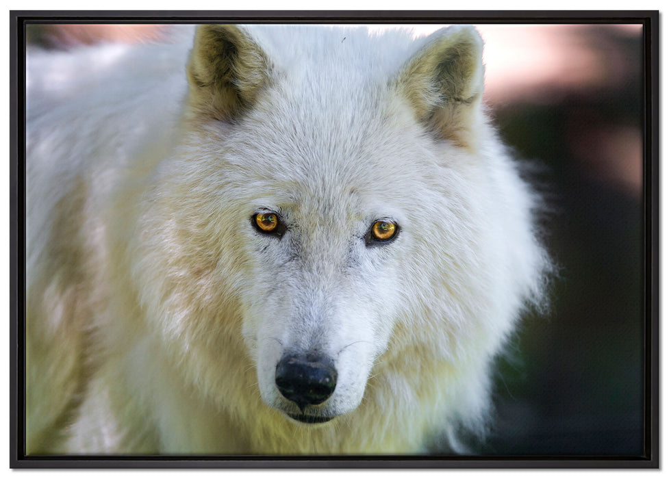 wunderschöner Polarwolf auf Leinwandbild gerahmt Größe 100x70