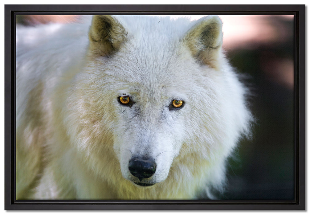wunderschöner Polarwolf auf Leinwandbild gerahmt Größe 60x40