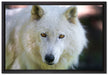 wunderschöner Polarwolf auf Leinwandbild gerahmt Größe 60x40