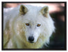wunderschöner Polarwolf auf Leinwandbild gerahmt Größe 80x60