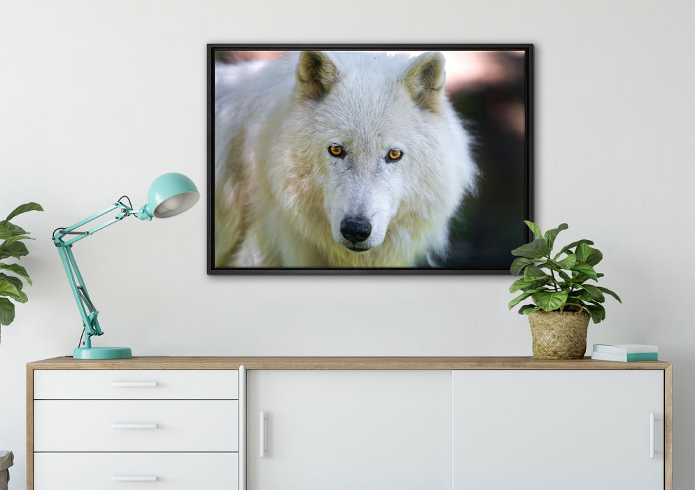 wunderschöner Polarwolf auf Leinwandbild gerahmt verschiedene Größen im Wohnzimmer