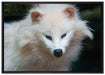 kleiner Polarfuchs auf Leinwandbild gerahmt Größe 100x70