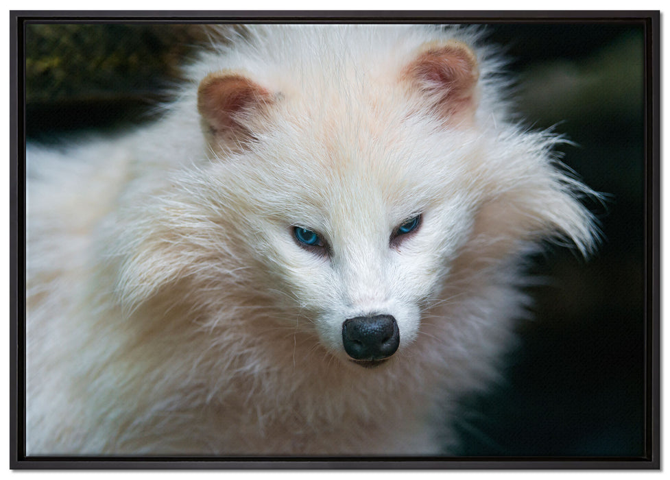 kleiner Polarfuchs auf Leinwandbild gerahmt Größe 100x70