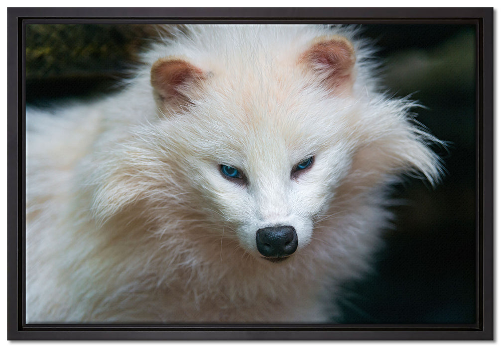 kleiner Polarfuchs auf Leinwandbild gerahmt Größe 60x40