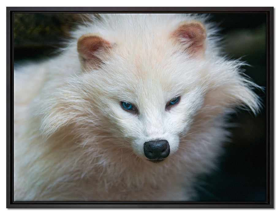 kleiner Polarfuchs auf Leinwandbild gerahmt Größe 80x60
