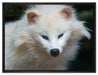 kleiner Polarfuchs auf Leinwandbild gerahmt Größe 80x60