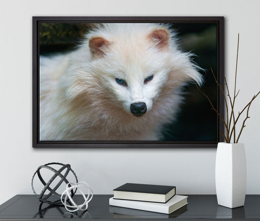 kleiner Polarfuchs auf Leinwandbild gerahmt mit Kirschblüten