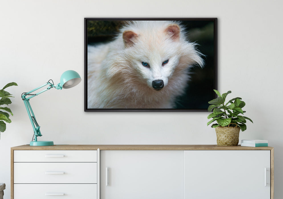 kleiner Polarfuchs auf Leinwandbild gerahmt verschiedene Größen im Wohnzimmer