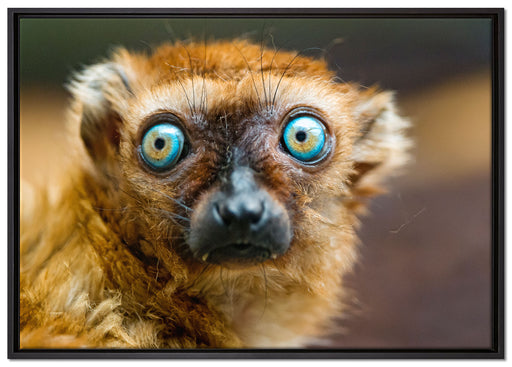 seltener Blauaugenmaki auf Leinwandbild gerahmt Größe 100x70