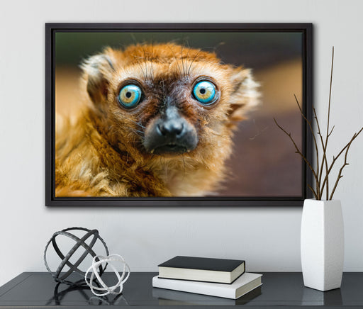 seltener Blauaugenmaki auf Leinwandbild gerahmt mit Kirschblüten