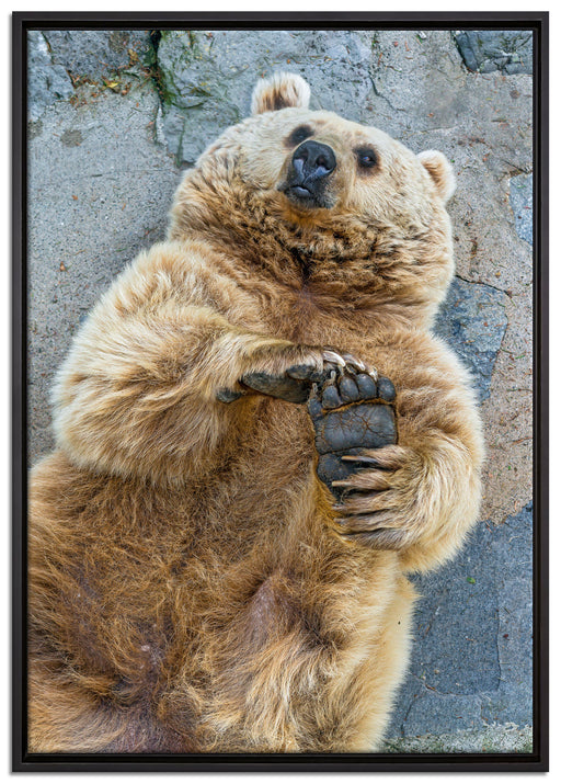 verspielter Grizzlybär auf Leinwandbild gerahmt Größe 100x70