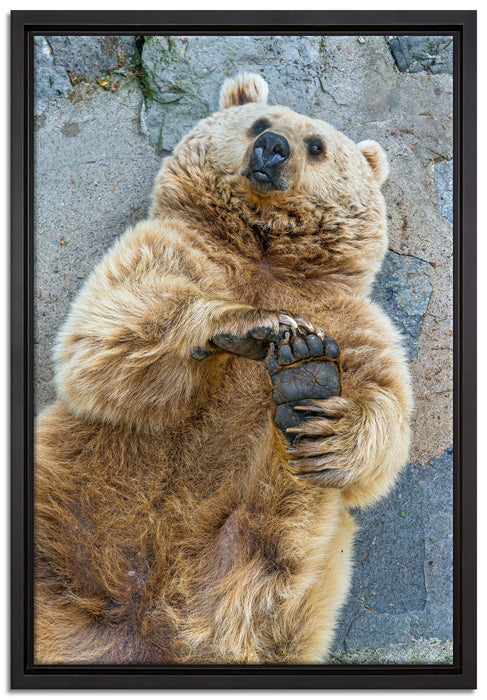 verspielter Grizzlybär auf Leinwandbild gerahmt Größe 60x40
