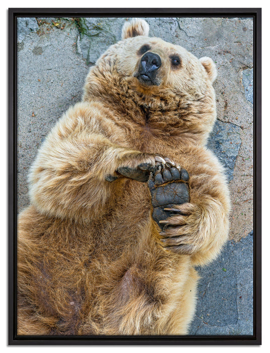 verspielter Grizzlybär auf Leinwandbild gerahmt Größe 80x60