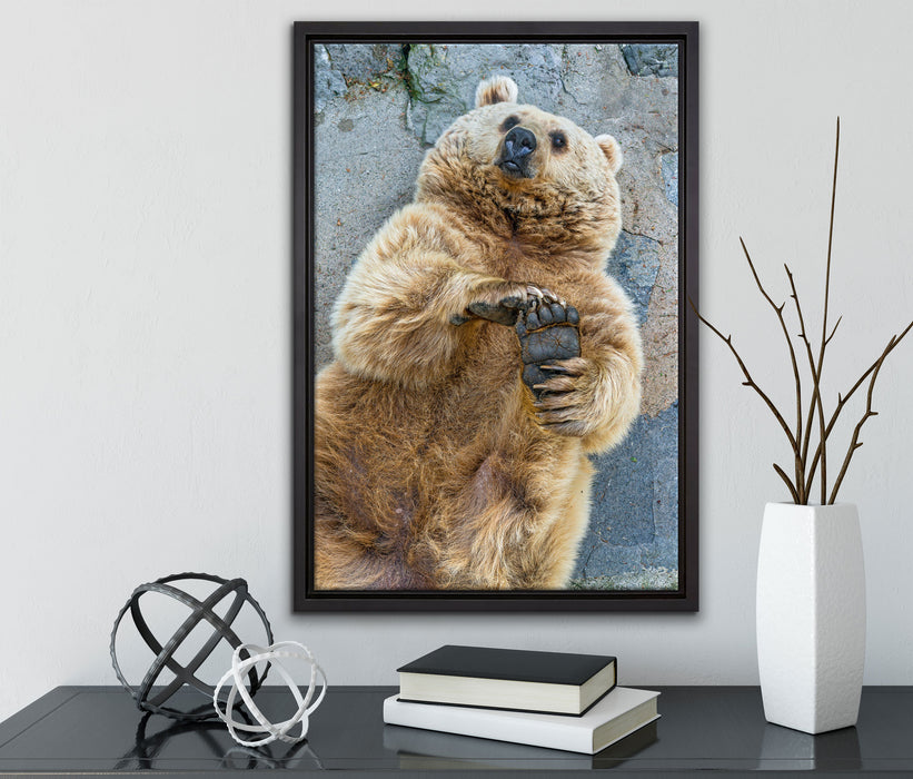 verspielter Grizzlybär auf Leinwandbild gerahmt mit Kirschblüten