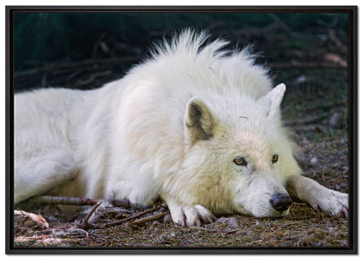 ruhender Polarwolf auf Leinwandbild gerahmt Größe 100x70