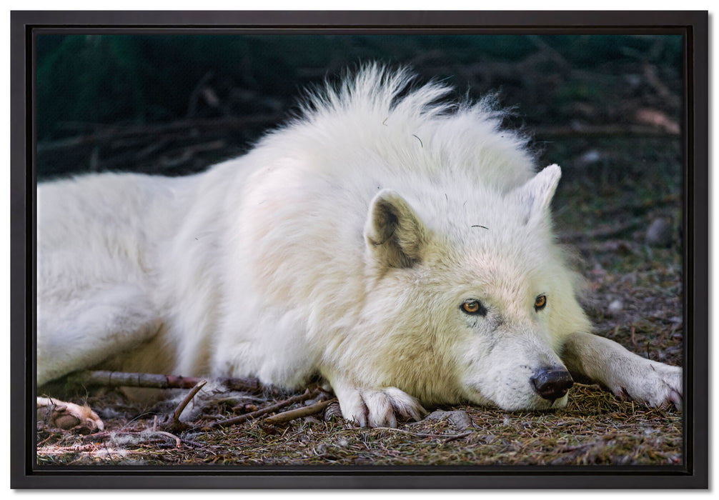 ruhender Polarwolf auf Leinwandbild gerahmt Größe 60x40