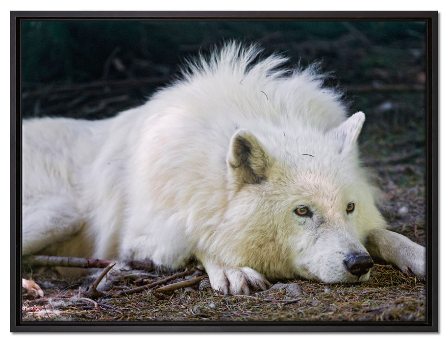 ruhender Polarwolf auf Leinwandbild gerahmt Größe 80x60