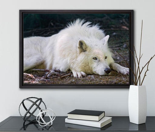 ruhender Polarwolf auf Leinwandbild gerahmt mit Kirschblüten