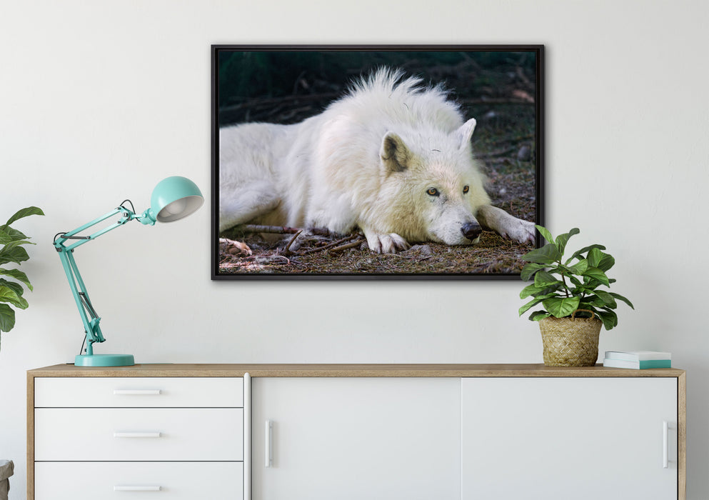 ruhender Polarwolf auf Leinwandbild gerahmt verschiedene Größen im Wohnzimmer