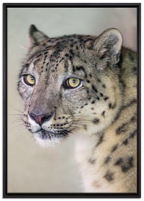 aufmerksamer Schneeleopard auf Leinwandbild gerahmt Größe 100x70