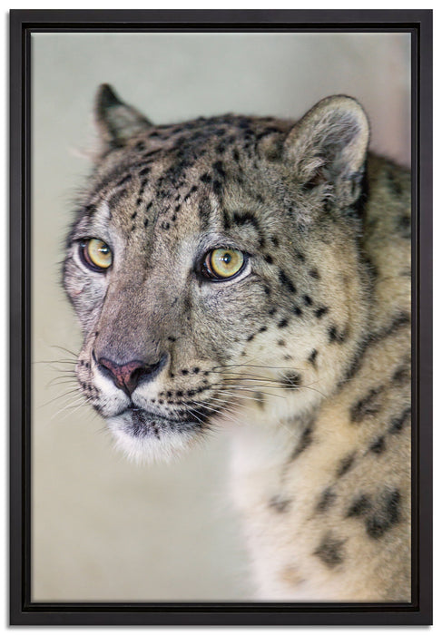 aufmerksamer Schneeleopard auf Leinwandbild gerahmt Größe 60x40