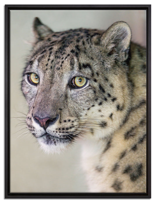 aufmerksamer Schneeleopard auf Leinwandbild gerahmt Größe 80x60