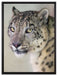 aufmerksamer Schneeleopard auf Leinwandbild gerahmt Größe 80x60
