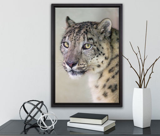 aufmerksamer Schneeleopard auf Leinwandbild gerahmt mit Kirschblüten