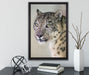 aufmerksamer Schneeleopard auf Leinwandbild gerahmt mit Kirschblüten
