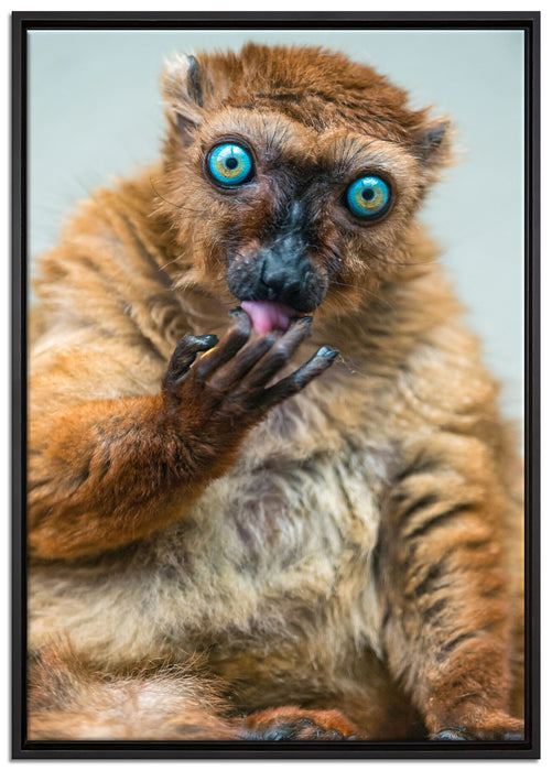 Blauaugenmaki auf Leinwandbild gerahmt Größe 100x70