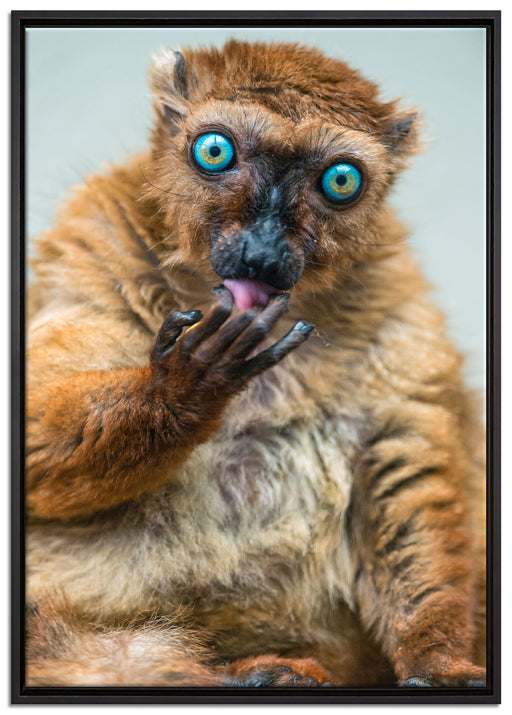 Blauaugenmaki auf Leinwandbild gerahmt Größe 100x70