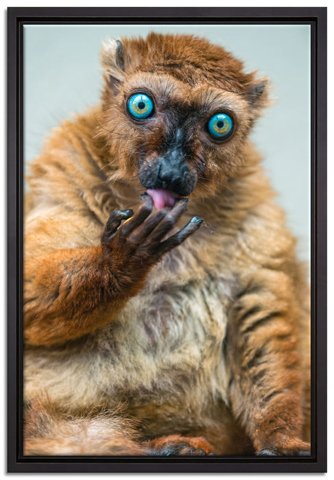 Blauaugenmaki auf Leinwandbild gerahmt Größe 60x40