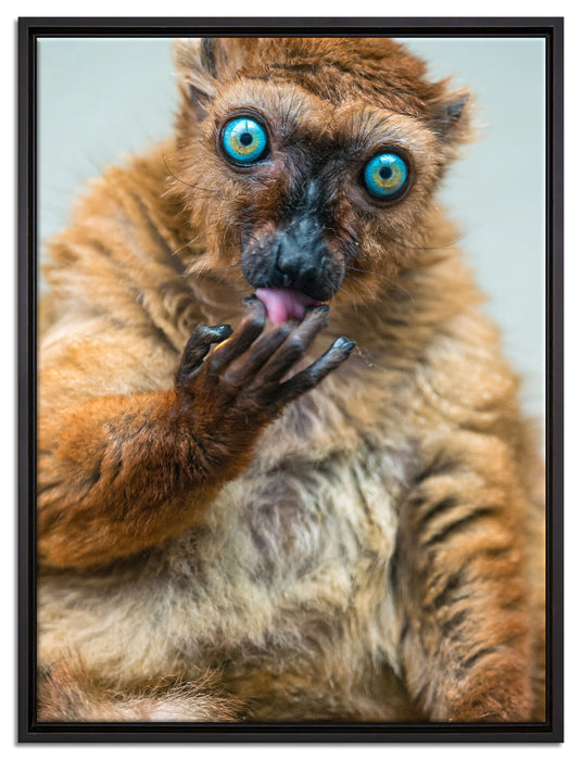 Blauaugenmaki auf Leinwandbild gerahmt Größe 80x60