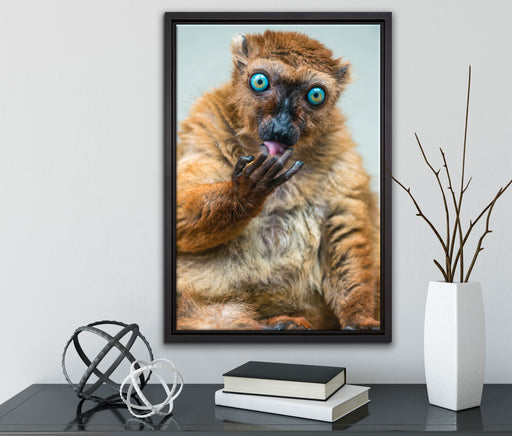 Blauaugenmaki auf Leinwandbild gerahmt mit Kirschblüten