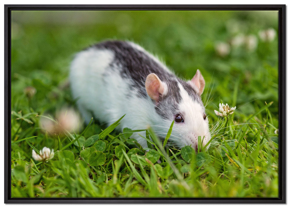 kleine Maus auf Blumenwiese auf Leinwandbild gerahmt Größe 100x70