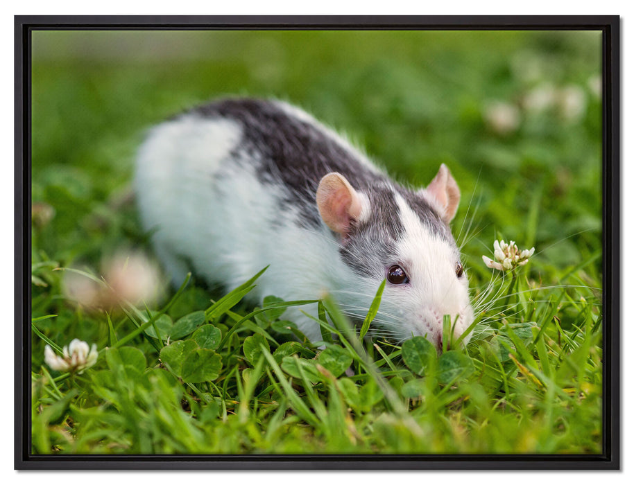 kleine Maus auf Blumenwiese auf Leinwandbild gerahmt Größe 80x60