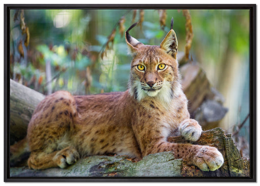 aufmerksamer Luchs auf Leinwandbild gerahmt Größe 100x70