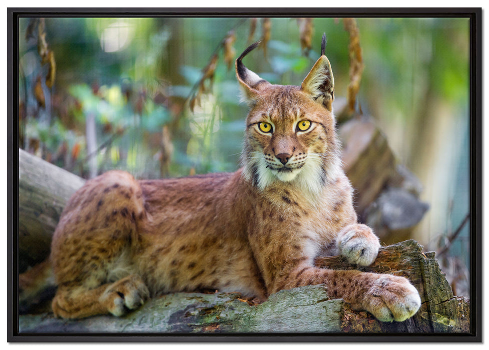 aufmerksamer Luchs auf Leinwandbild gerahmt Größe 100x70