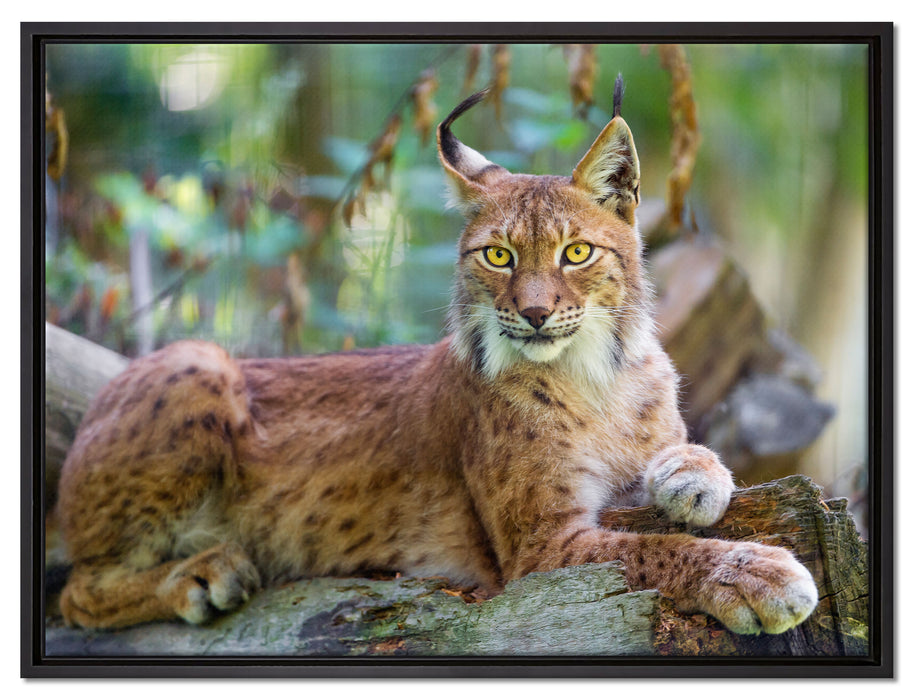 aufmerksamer Luchs auf Leinwandbild gerahmt Größe 80x60