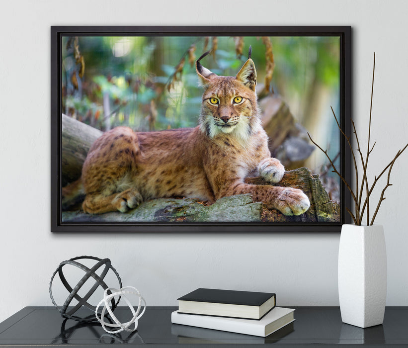 aufmerksamer Luchs auf Leinwandbild gerahmt mit Kirschblüten