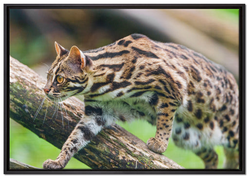 stolzierende Marmorkatze auf Leinwandbild gerahmt Größe 100x70