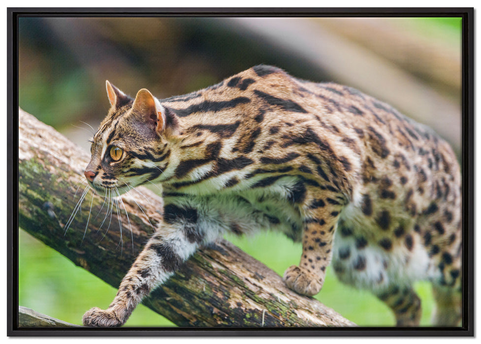 stolzierende Marmorkatze auf Leinwandbild gerahmt Größe 100x70