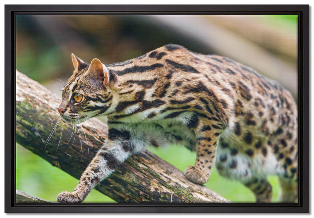 stolzierende Marmorkatze auf Leinwandbild gerahmt Größe 60x40