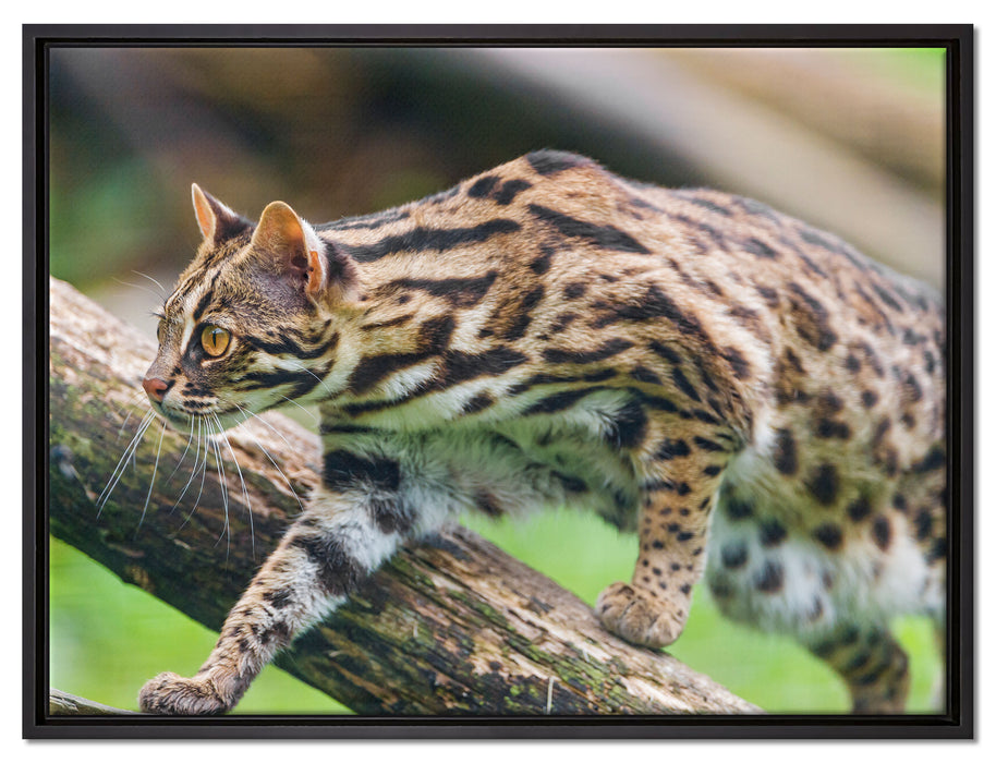 stolzierende Marmorkatze auf Leinwandbild gerahmt Größe 80x60
