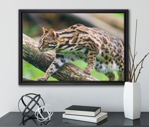 stolzierende Marmorkatze auf Leinwandbild gerahmt mit Kirschblüten