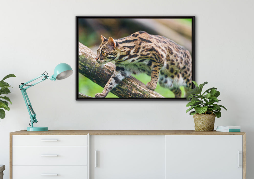 stolzierende Marmorkatze auf Leinwandbild gerahmt verschiedene Größen im Wohnzimmer