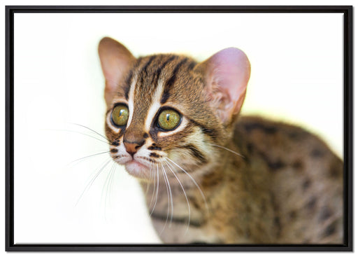 junge Marmorkatze auf Leinwandbild gerahmt Größe 100x70